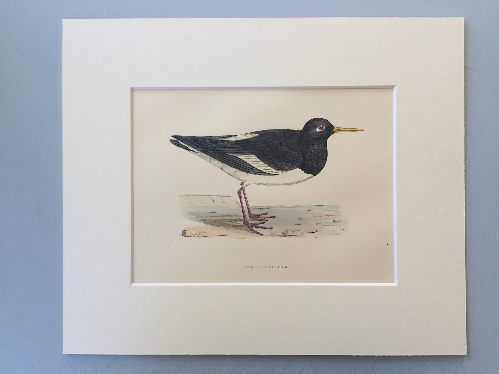 1903 OysterCatcher Original Antique Matted HandColoured Etsy