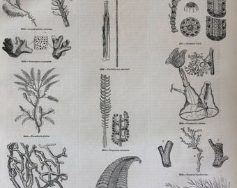 1856 Large Original Antique Engraving - Marine Species - Marine Botany - Coral - Seaweed - Marine Wall Decor - Natural History