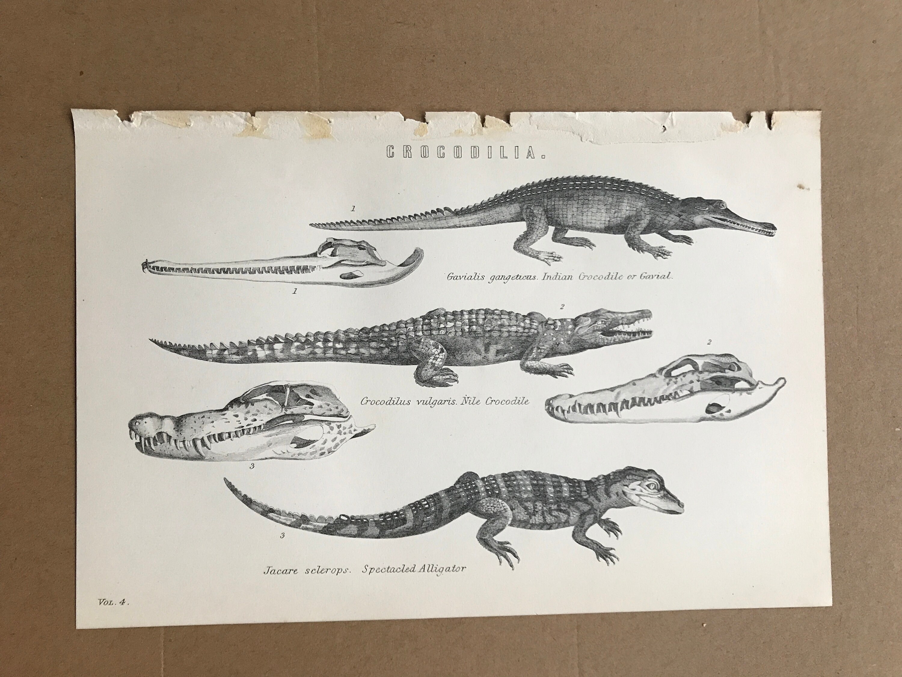 antique /& vintage decorative picture approx. 17 x 25 cm Nile Crocodile \u2013 Original vintage print from 1892
