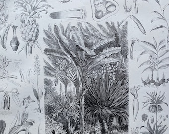 1869 Botany Large Original Antique Illustration - Pineapple, Banana, Vanilla, Ginger, Butterfly Orchid - Botanical Art - Mounted and Matted