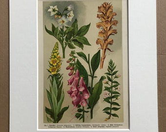 1911 Original Antique Botanical Lithograph - Mounted and Matted - Figwort - Broomrape - Nightshade - Plant - Botany - Available Framed