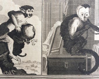 1775 Original Antique Copper Engraving - Saimiri and White Throated Sai - Count de Buffon - Monkey - Zoology - Decorative Art - Primate