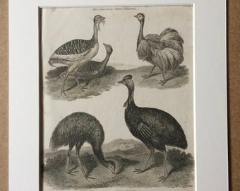 1819 Gallinae Original Antique Engraving - Available Mounted and Matted - Ornithology - Land Bird - Bustard, Ostrich, Cassowary - Framed