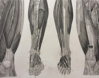 1869 Leg Muscles Large Original Antique Engraved Illustration - Anatomical Print - Anatomy - Medical Decor - Mounted and Matted