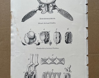 1858 Ichthyosaurus Original Antique Engraving- Geology - Fossil - Palaeontology