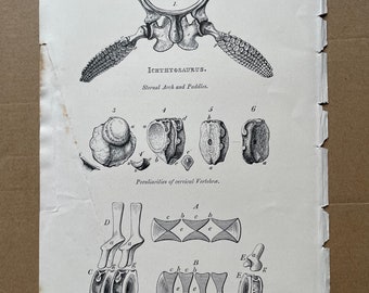 1858 Ichthyosaurus Original Antique Engraving- Geology - Fossil - Palaeontology
