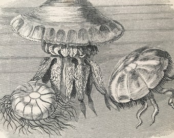 1863 Jellyfish Original Antique Print - Fish - Ocean Wildlife - Marine Decor - Mounted and Matted - Available Framed