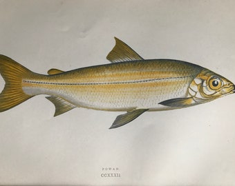1877 Powan Original Antique Print - Fish - Fishing - Marine Decor - Mounted and Matted - Available Framed