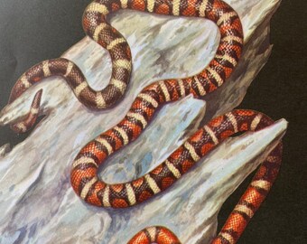 1968 Arizona Mountain Kingsnake Original Vintage Print - Herpetology - Reptile - Mounted and Matted - Available Framed