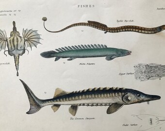 1862 Fishes Original Antique Hand-Coloured Engraving - Dragonfish, Pipefish, Common Sturgeon, Nilotic Polyptere