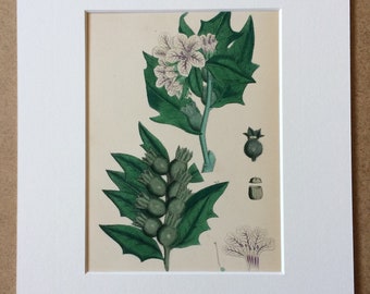 1866 Original Antique Botanical Hand-Coloured Engraving - Common Henbane - Mounted and Matted - Decorative Wall Art - Botany