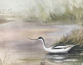 1924 Avocet Original Antique Print - Mounted and Matted - Ornithology - British Waders - Vintage Bird Art - Available Framed