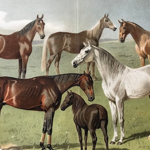 1896 Horses Original Antique Print - Available Framed - Equine Decor - Animal Art - Vintage Wall Decor