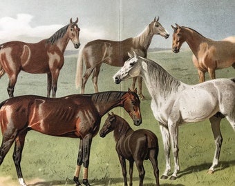 1896 Horses Original Antique Print - Available Framed - Equine Decor - Animal Art - Vintage Wall Decor