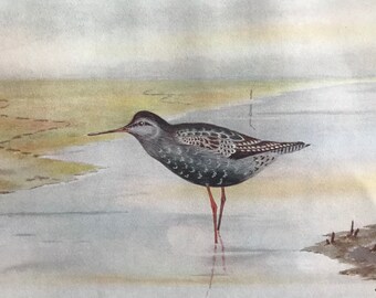 1924 Spotted Redshank Original Antique Print - Mounted and Matted - Ornithology - British Waders - Bird Art - Available Framed
