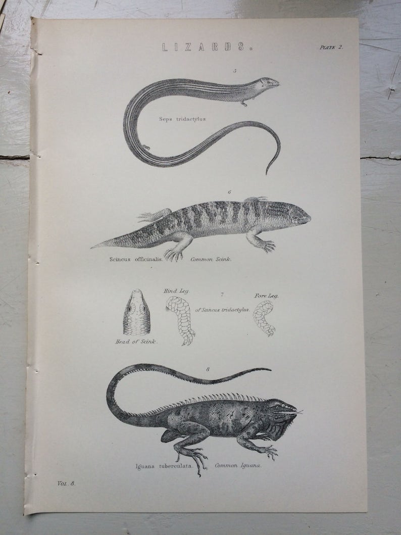 Wildlife wall decor Reptiles 1891 LIZARDS Original Antique Encyclopaedia Illustration Iguana home decor Scink Seps Tridactylus