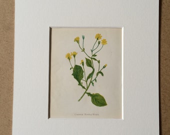 1852 Original Antique Hand-Coloured Anne Pratt Botanical Illustration - Common Nipple-Wort - Flower - Botany - Garden - Available Framed