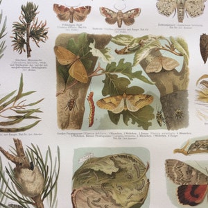 1897 Schmetterlinge Original antiker Druck - Gerahmt erhältlich - Insekt - Lepidoptera - Entomologie - Vintage Wanddekoration