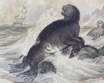 1839 Fur Seal - Otaria Ursina Original Antique Hand-Coloured Engraving - Jardine - Marine Wildlife