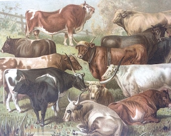 1896 Cows and Bulls Original Antique Print - Available Framed - Bovine Species - Animal Art - Vintage Wall Decor