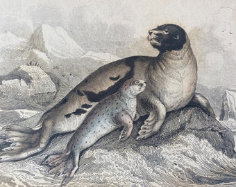 1839 The Ocean Seal of Lepechin Original Antique Hand-Coloured Engraving - Jardine - Marine Wildlife