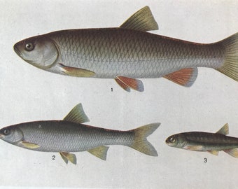 1925 Chub, Dace and Minnow Original Antique Print - Mounted and Matted - Available Framed - Fish - Fishing - Ichthyology