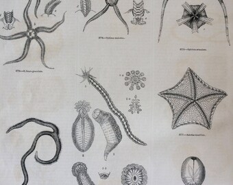 1856 Large Original Antique Starfish Engraving - Aquatic Animals - Seastar -  Asteroidea - Marine Species - Wildlife - Marine Wall Decor