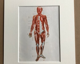 1968 Original Vintage Soviet Medical Illustration - Mounted and Matted - Anatomical Print - Medical Decor - Medicine - Available Framed