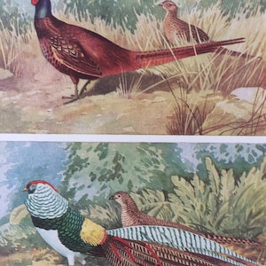 1940s Male Pheasant&#39;s Splendid Plumage Original Vintage Print - Mounted and Matted - Vintage Bird Art - Ornithology - Available Framed