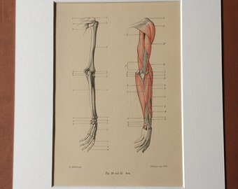 1890 Original Antique Anatomical Print - Arm Muscles - Bone - Skeleton - Anatomy - Medical Decor - Mounted and Matted - Available Framed