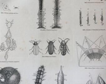 1856 Large Original Antique Insect Engraving - Death-Watch Beetle, Lobster, Caterpillar, Bee, Dragonfly, Butterfly - Entomology - Wall Decor