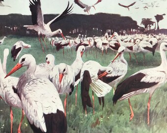 1903 White Storks assembling for Migration Original Antique Print - Natural History - Wildlife Decor - Mounted and Matted - Available Framed