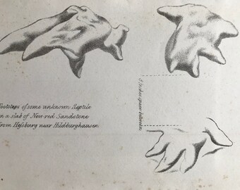 1858 Footsteps of some unknown reptile on New-red Sandstone in HefsburgOriginal Antique Engraving - Palaeontology - Fossil - Geology