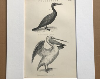 1891 Pelecanidae Original Antique Print - Bird Art - Cormorant and Common Pelican - Available Mounted, Matted and Framed