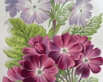 1871 Beautiful Original Antique Hand-Coloured Botanical Illustration - Botany - Varieties of Primula Cortusoides - Wall Decor - Flower
