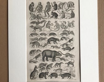 1858 Mammalia Original Antique Engraving - Mammals - Monkey, Bat, Squirrel, Kangaroo, Bear, Porcupine, Lemur - Available Matted & Framed