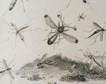 1819 Original Antique Engraving - Vintage Insect Art - Diptera - Entomology