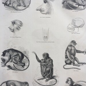 May include: A vintage black and white illustration of various monkey species, including a proboscis monkey, a skull, and a monkey holding a baby monkey. The illustration is from a book about monkeys and includes text labels for each image.