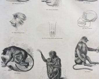 1856 Large Original Antique Engraving - Monkey Species, Primates, Black-Crested Monkey, Proboscis, Javan Lutung - Wildlife Wall Decor