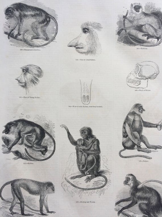 1856 Large Original Antique Engraving - Monkey Species, Primates