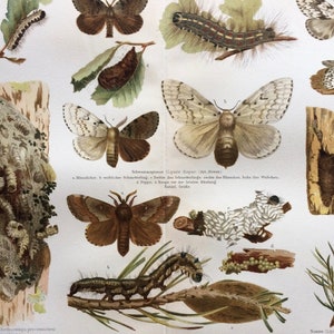 1897 Seidenspinner Original antiker Druck - Gerahmt erhältlich - Antike Insektenkunst - Raupe Schmetterling - Entomologie