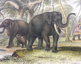 1852 Original Antique Hand-Coloured Illustration - Asiatic Elephant, Male, Female and Young - Natural History - Zoology - Available Framed