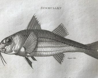 1809 Surmullet Original Antique Engraving - Natural History - Zoological Art - Fish - Available Matted and Framed