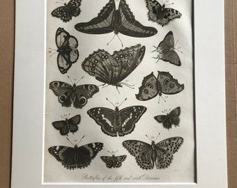 1821 Papilio - Butterflies of the Fifth and Sixth Divisions Original Antique Copperplate Engraving - Insect - Available Matted and Framed