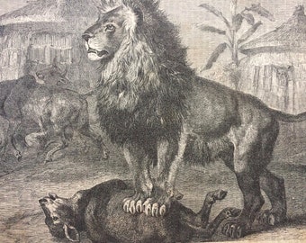 1877 Lion Original Antique Print - Mounted and Matted - Wildlife - Natural History - Available Framed