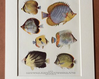 1950 Original Vintage Fish Print - Mounted and Matted - Available Framed - Tropical Fish - Marine Species - Sealife - Ocean Decor
