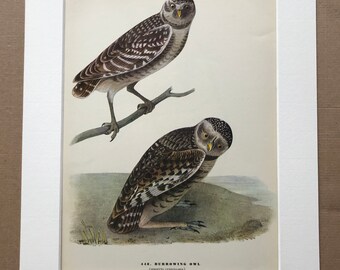 1937 Burrowing Owl Original Vintage Audubon Print - Mounted and Matted - Available Framed - Bird Art - Ornithology