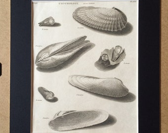 1819 Original Antique Engraving - Seashell - Shell - Conchology - Shellfish - Marine Wildlife Decor - Available Matted and Framed