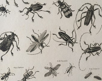 1819 Beetles Original Antique Engraving - Vintage Insect Art - Coleoptera - Entomology - Available Matted and Framed