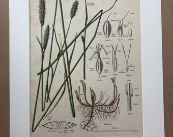 1889 Original Antique Botanical Chromolithograph - Meadow Foxtail - Forage Plants - Botanical Print - Agrostology - Wall Decor